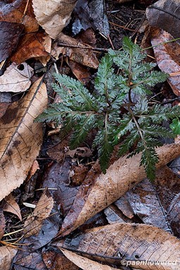 Highly dissected frond